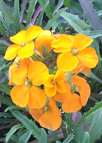 Erysimum linifolium 'Sunstrong Orange'